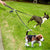 2 Ways Dog Leash